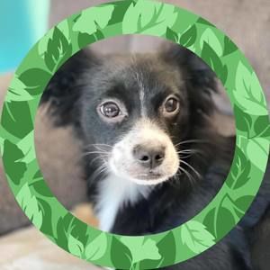 Meet your Posher, Millie-hector